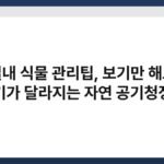 실내 식물 관리팁, 보기만 해도 공기가 달라지는 자연 공기청정기 3